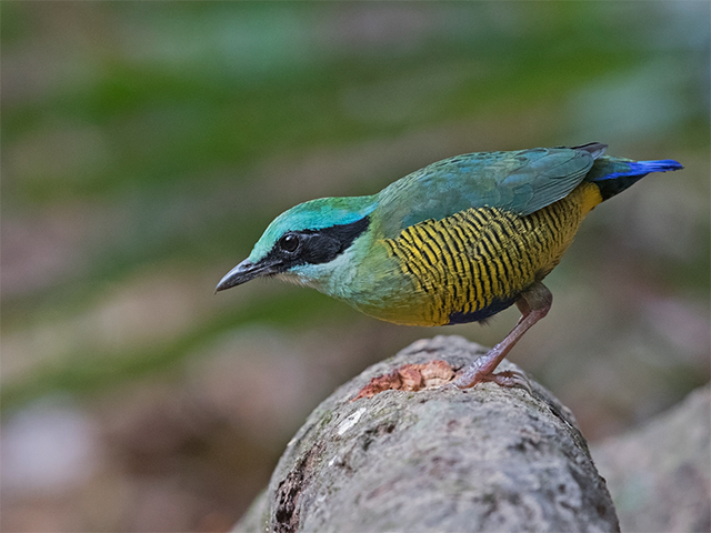Bar-bellied Pitta by Niall Perrins